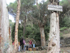 Font dels Eucaliptus