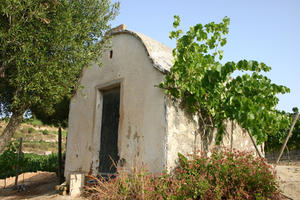 Paisatge vinyes