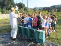 Els escolars s'apropen a la vinya