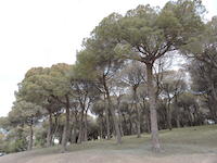 El Bosquet