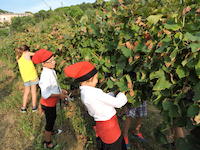 Tallada de ra&iuml;m