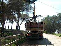 Tala d'arbre Tomicus