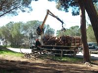 Tala d'arbre Tomicus