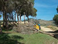 Tala d'arbre Tomicus