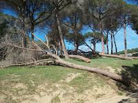 Tala d'arbre Tomicus