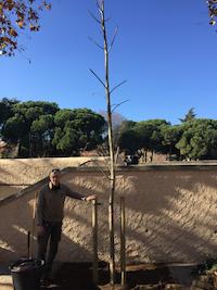 arbres