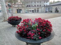Viles florides
