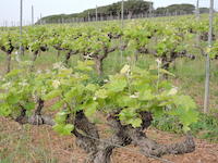 Ajuts agroambientals