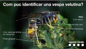 Vespa Asi&agrave;tica