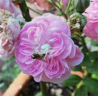 rosa i aranya
