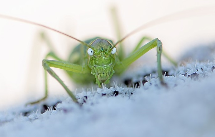 Insectes 2