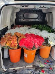 Flors a les residències