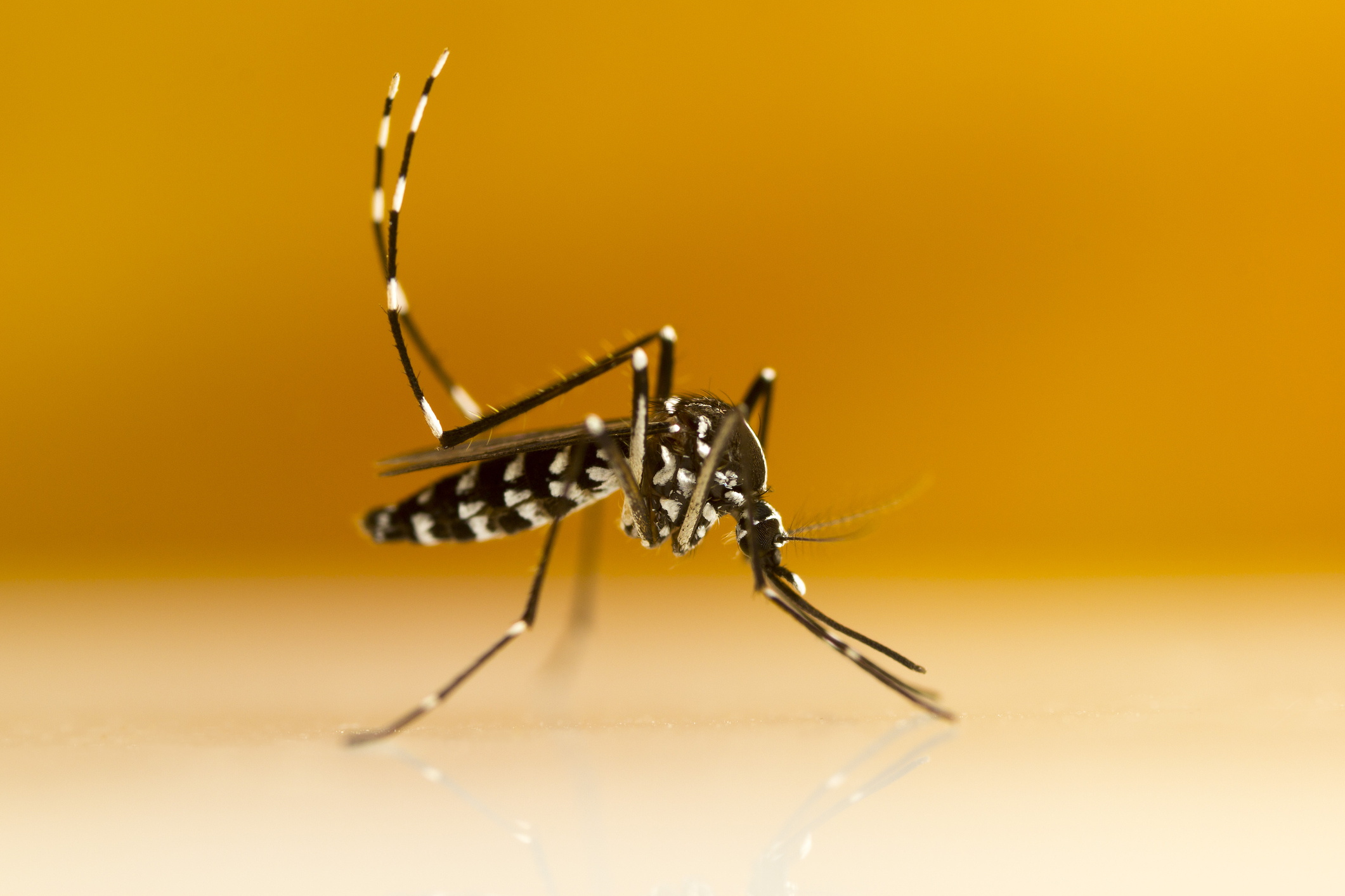 Mosquit tigre