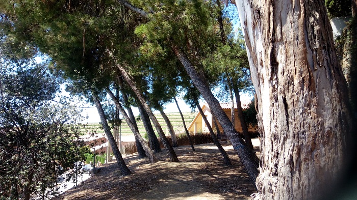 Arbres cementiri