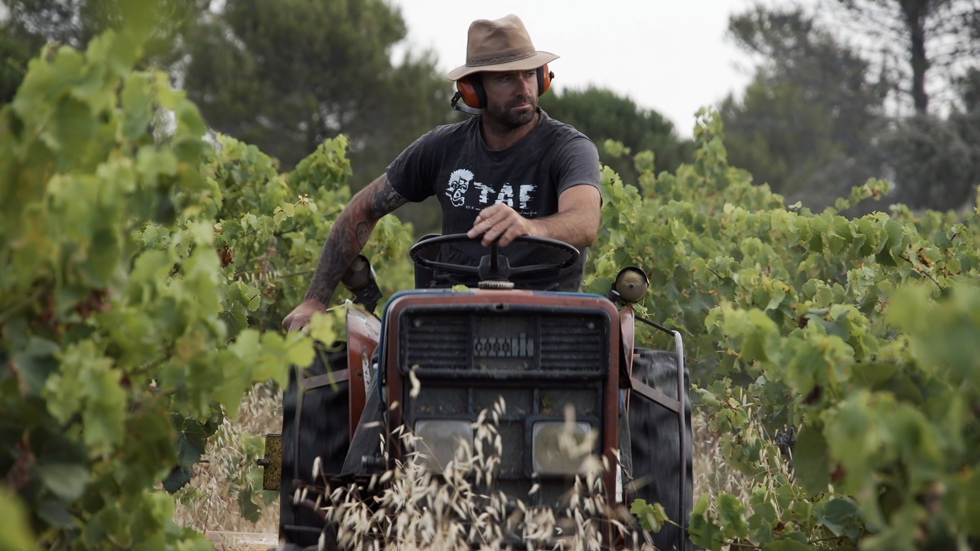 Vignes dans le Rouge Vignes dans le Rouge