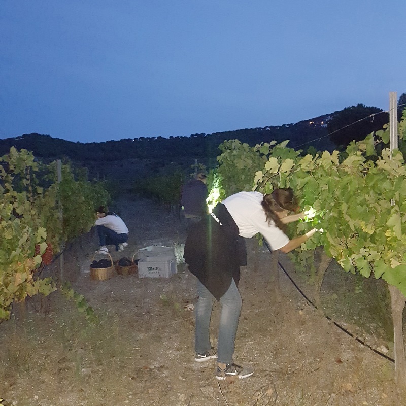 Verema nocturna