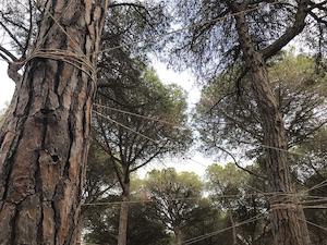 Xarxa