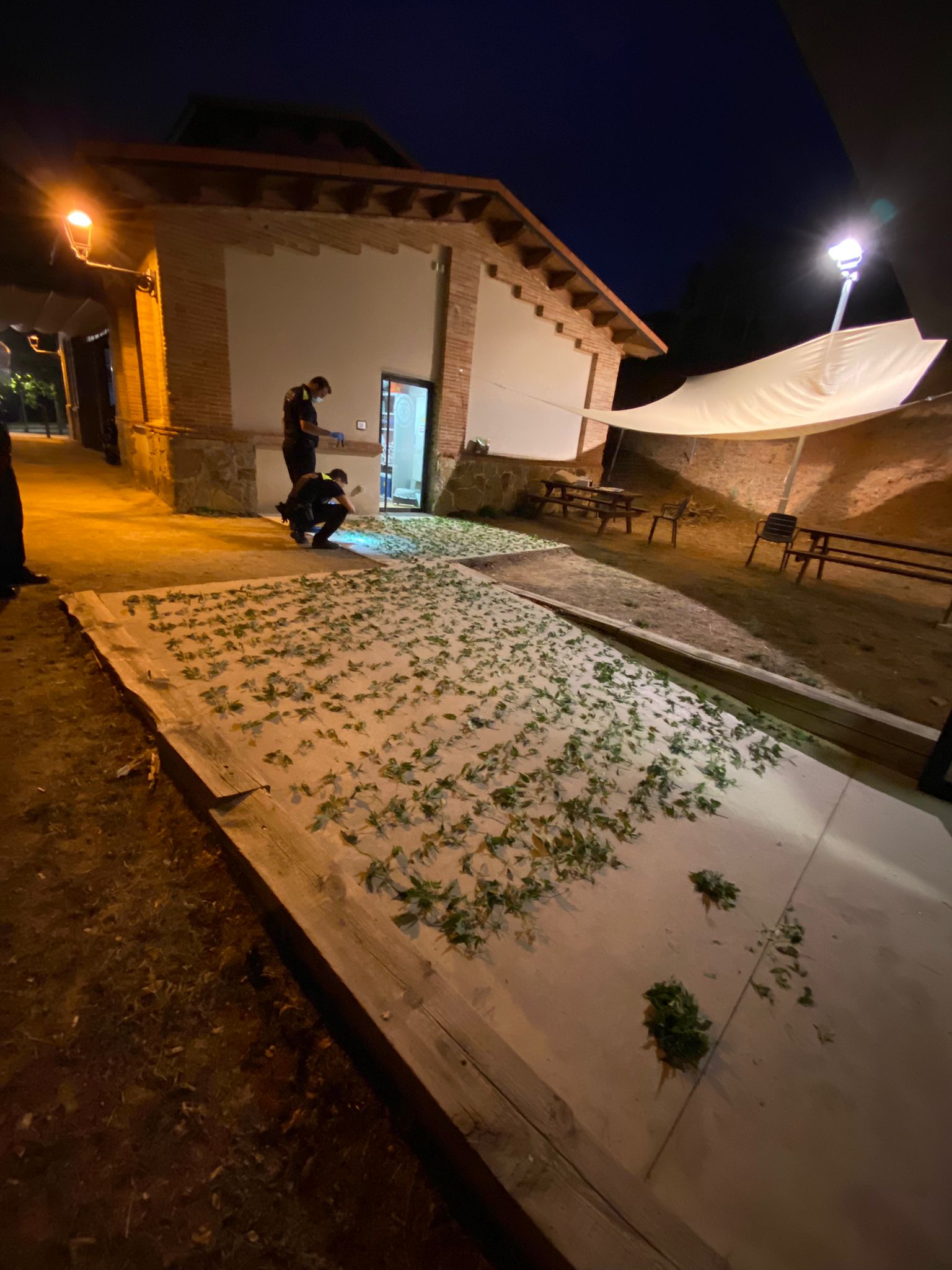 Planter marihuana