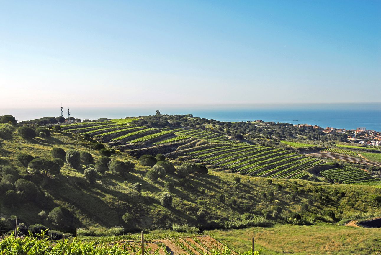 Visita i tast de 3 vins