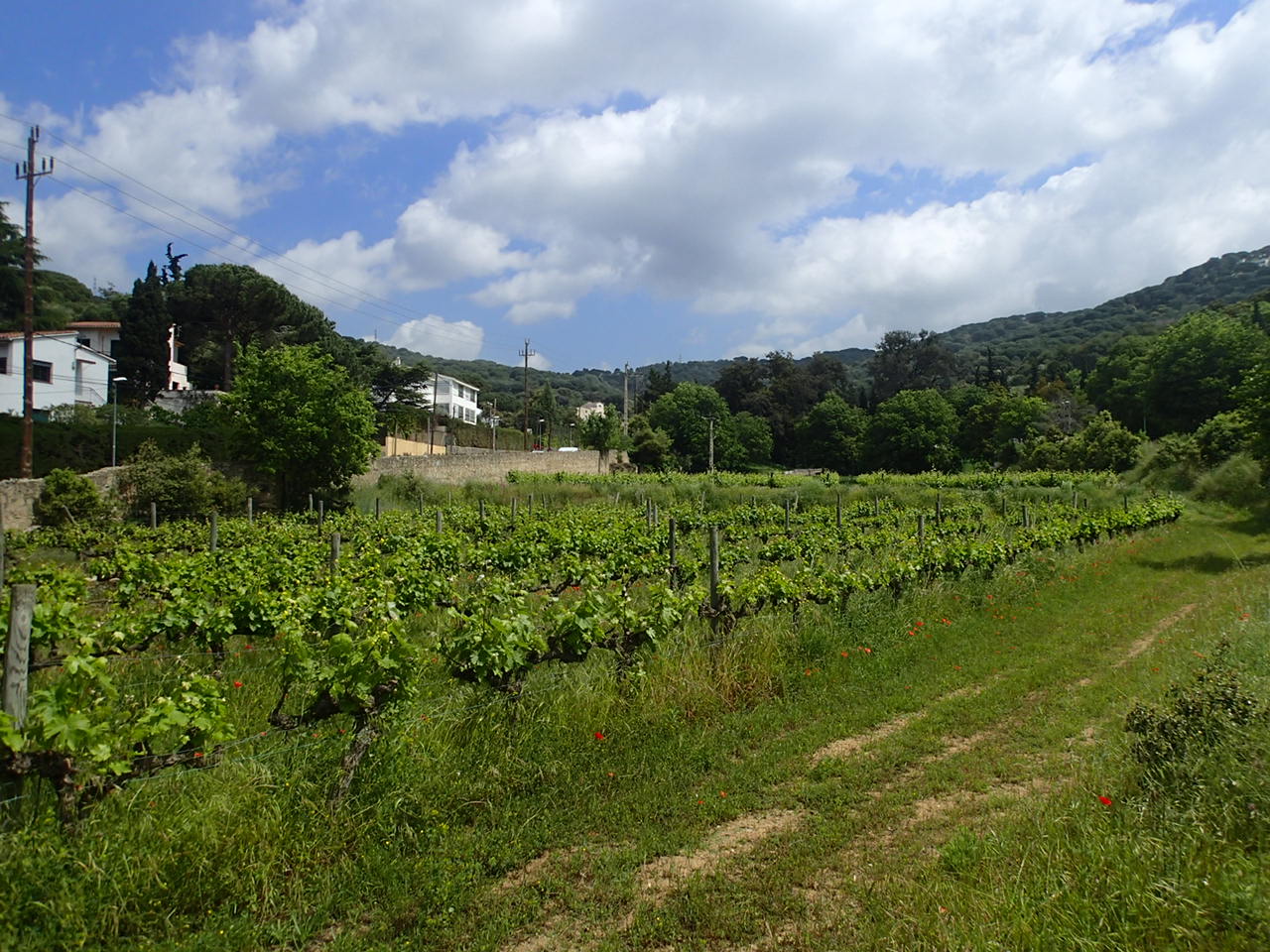 Tast de cinc vins monovarietals amb productes locals