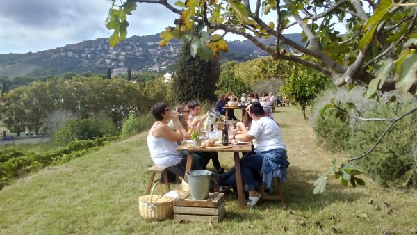 Petit pícnic entre vinyes