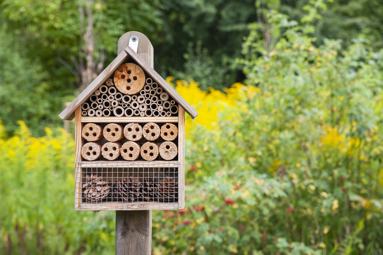 Vine a construir un hotel d´insectes