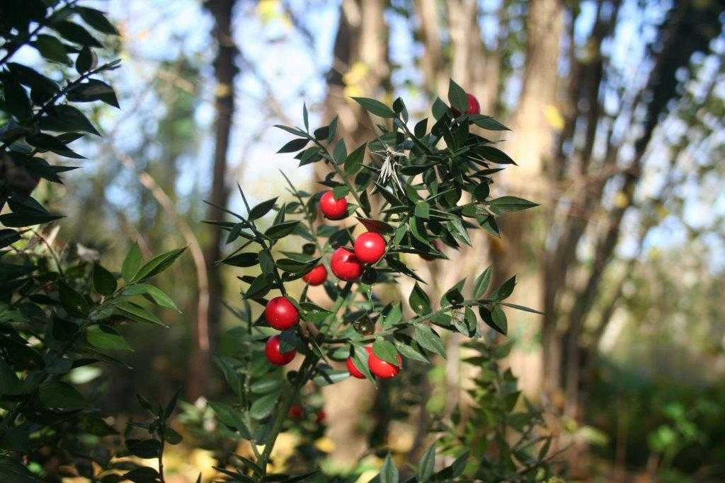 Plantes remeieres a la Tardor