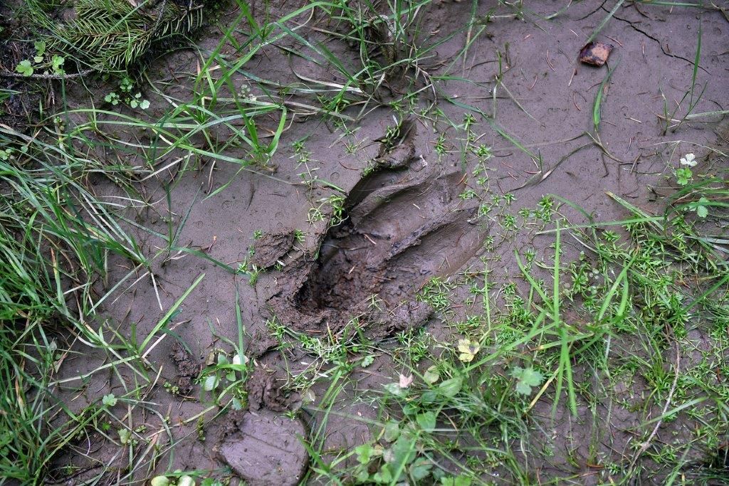 Descobreix els animals a través dels seus rastres