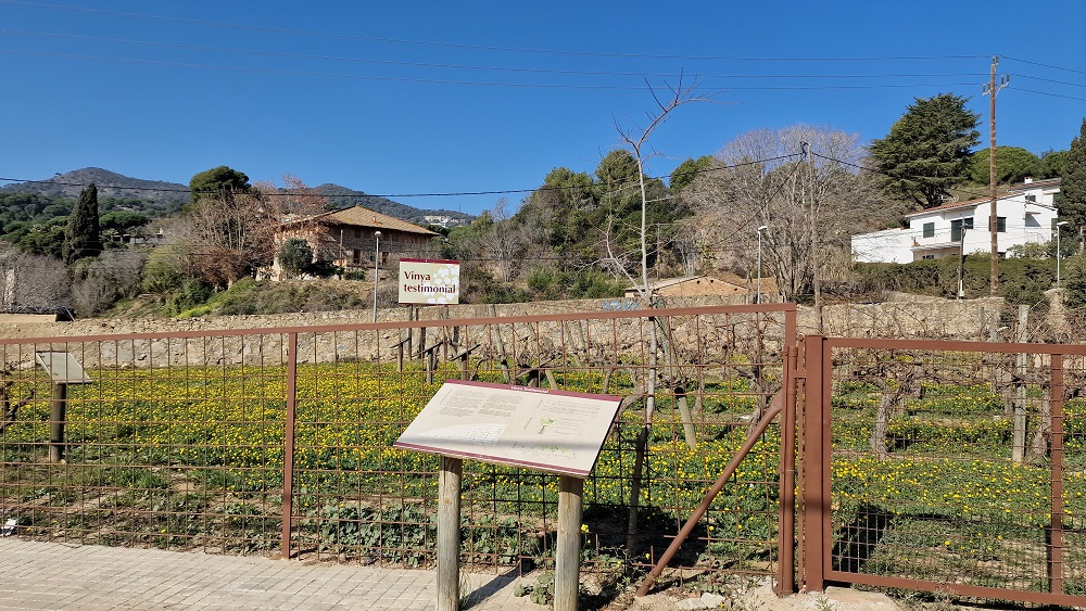 Vinya testimonial Vinya testimonial