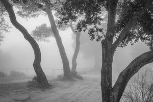 1r premi: &ldquo;Entre boires&rdquo;, de Xavier Rafanell Jacas