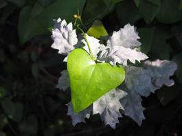 2n premi: &ldquo;El cor del bosc&rdquo;, de N&uacute;ria L&oacute;pez Garcia