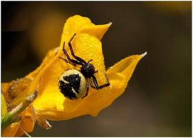 3r premi: &ldquo;Groc i negre&rdquo;, de Manel S&aacute;nchez Lambies
