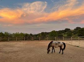 Premi de la categoria infantil: "Cel de tardor, boscos d'estiu, cavall de primavera", de Vinyet Mart&iacute; Ferrer