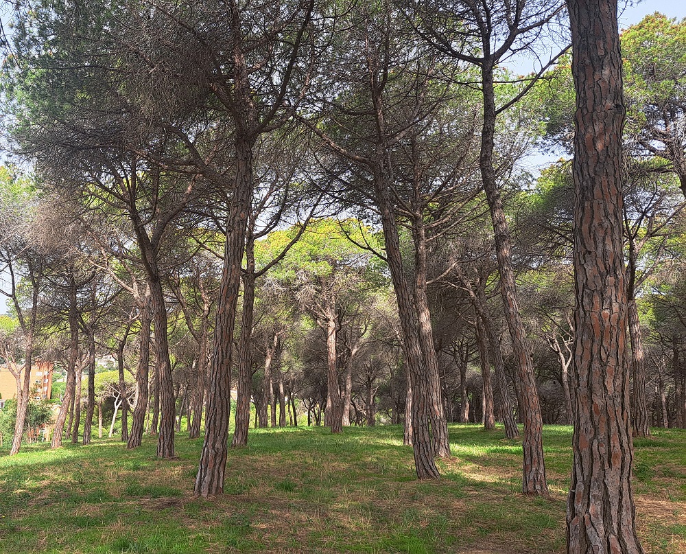Tractament per combatre la processionària del pi