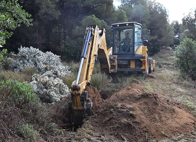 Eliminació d'exòtica invasora "Cyllindropuntia pallida" al Parc de la Serralada Litoral