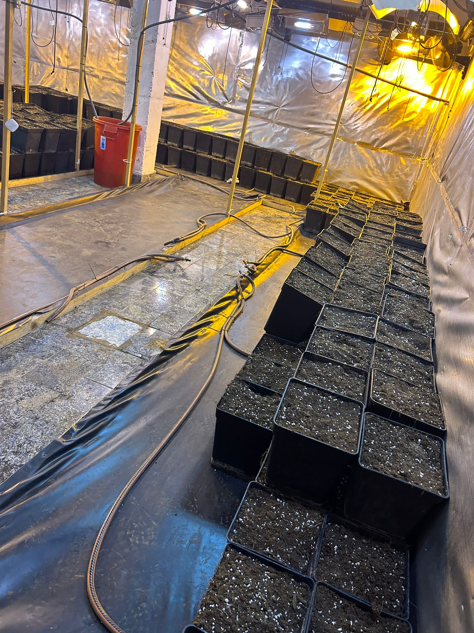 Plantació marihuana Plantació marihuana