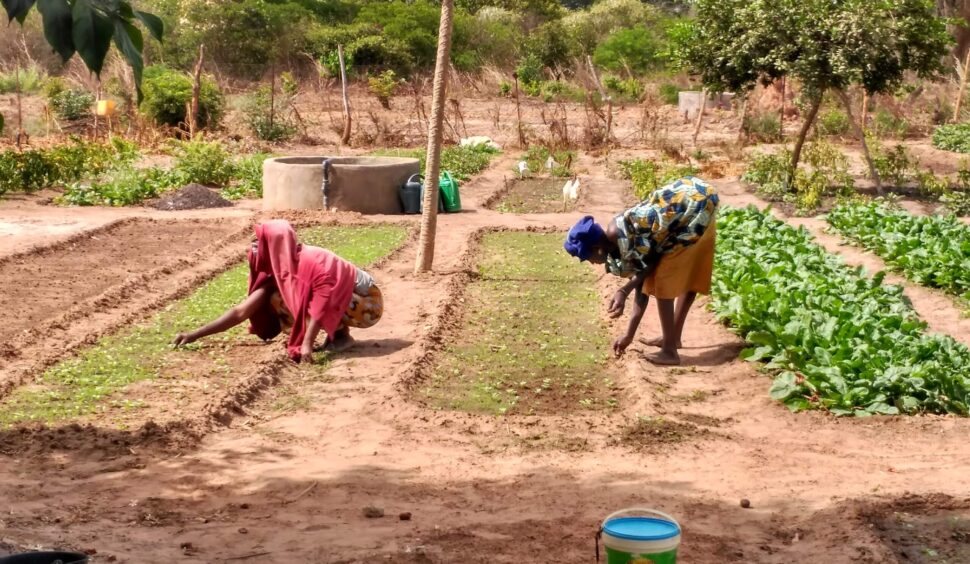 Projecte de desenvolupament agricultura dones a Casamance a Senegal