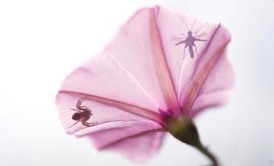 1r premi Ombres xineses. Eduard Villar Lleonart