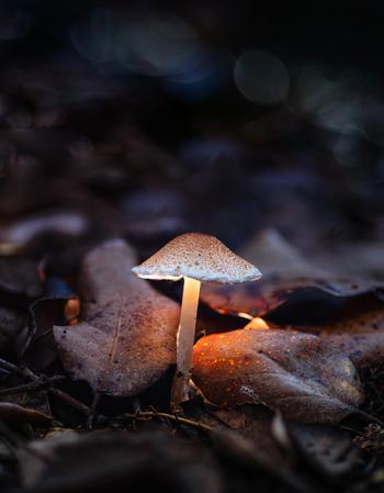 2n premi Protagonista de tardor. Rafael Rodríguez Díez