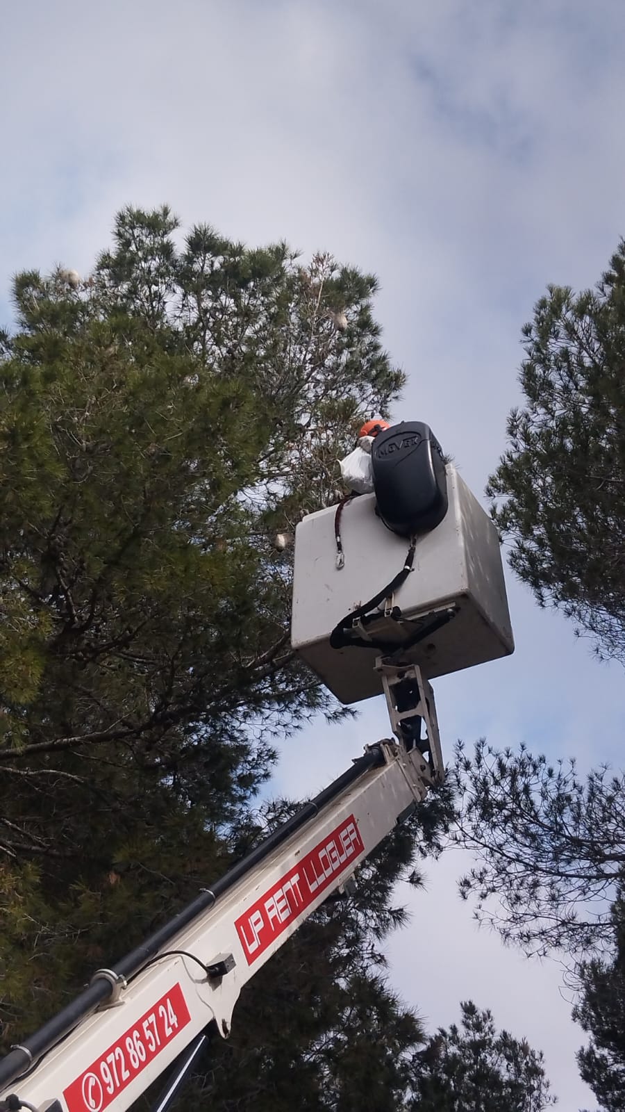 L'Ajuntament reforça les mesures per combatre la processionària del pi