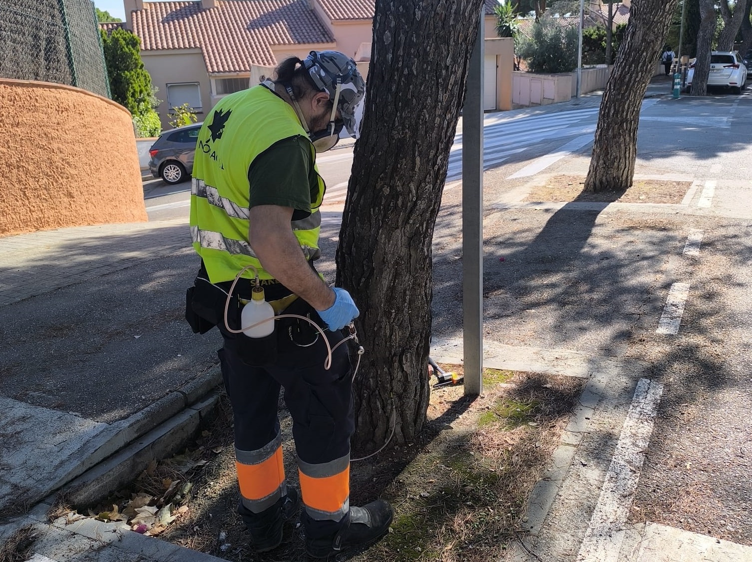 Tractament processionria