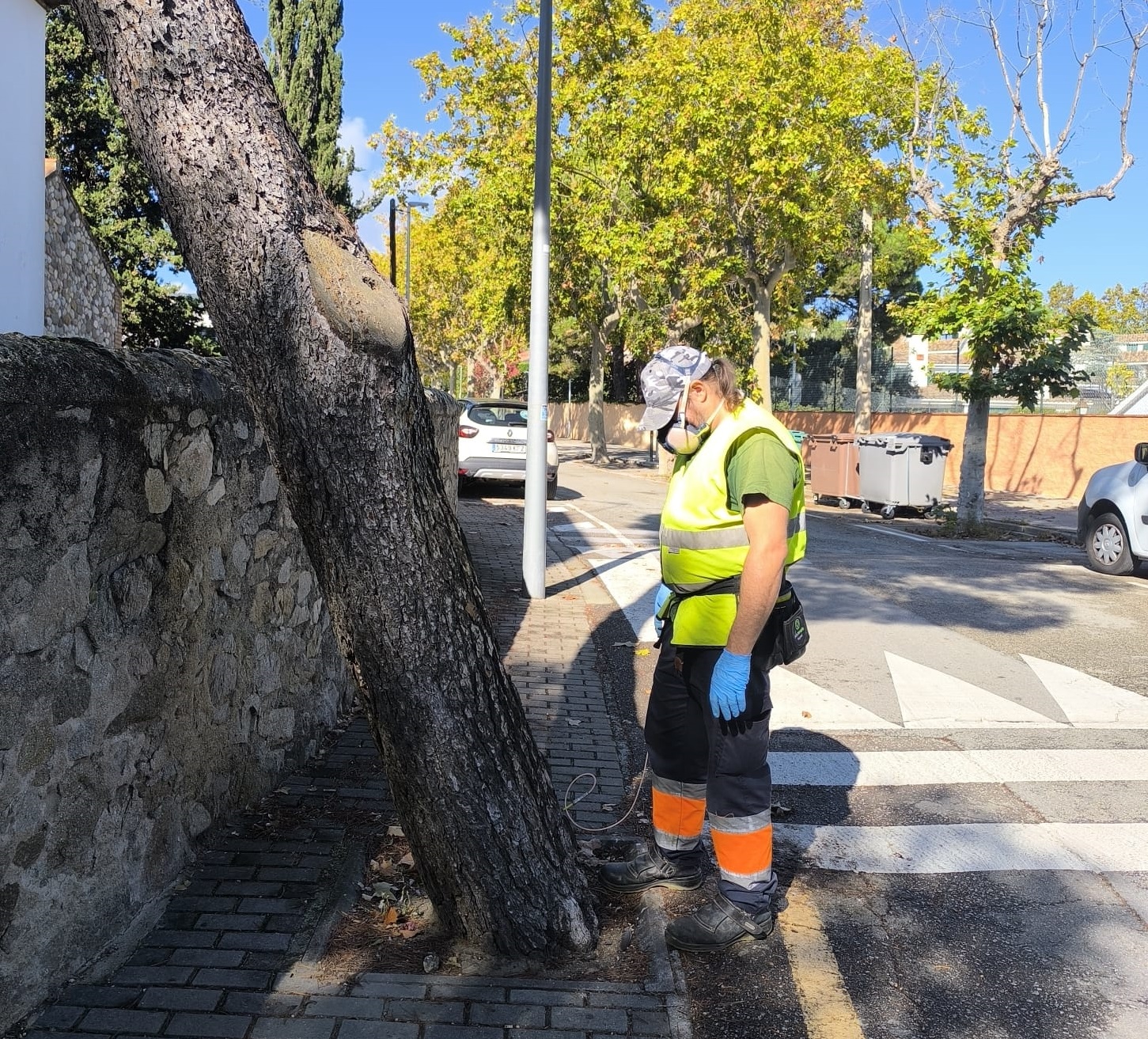 Tractament processionria 2