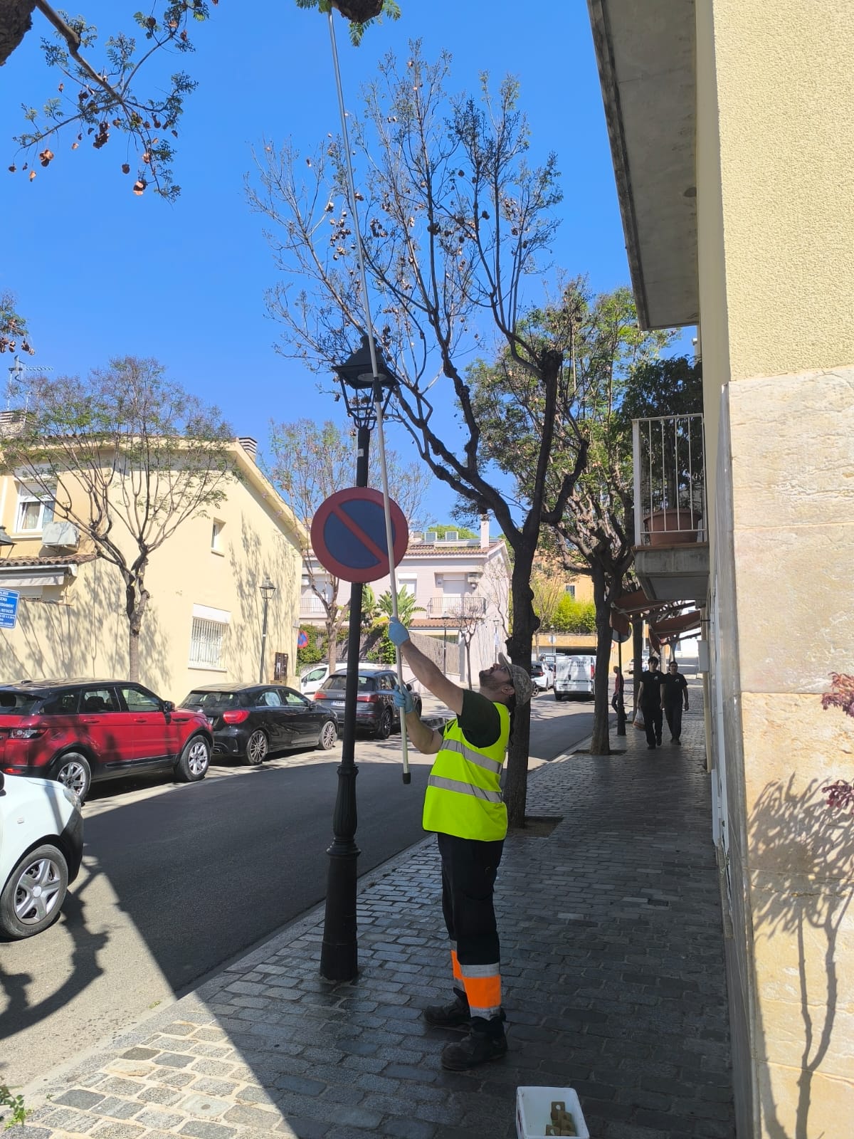 L'Ajuntament allibera fauna útil per combatre el pugó de l'arbrat viari