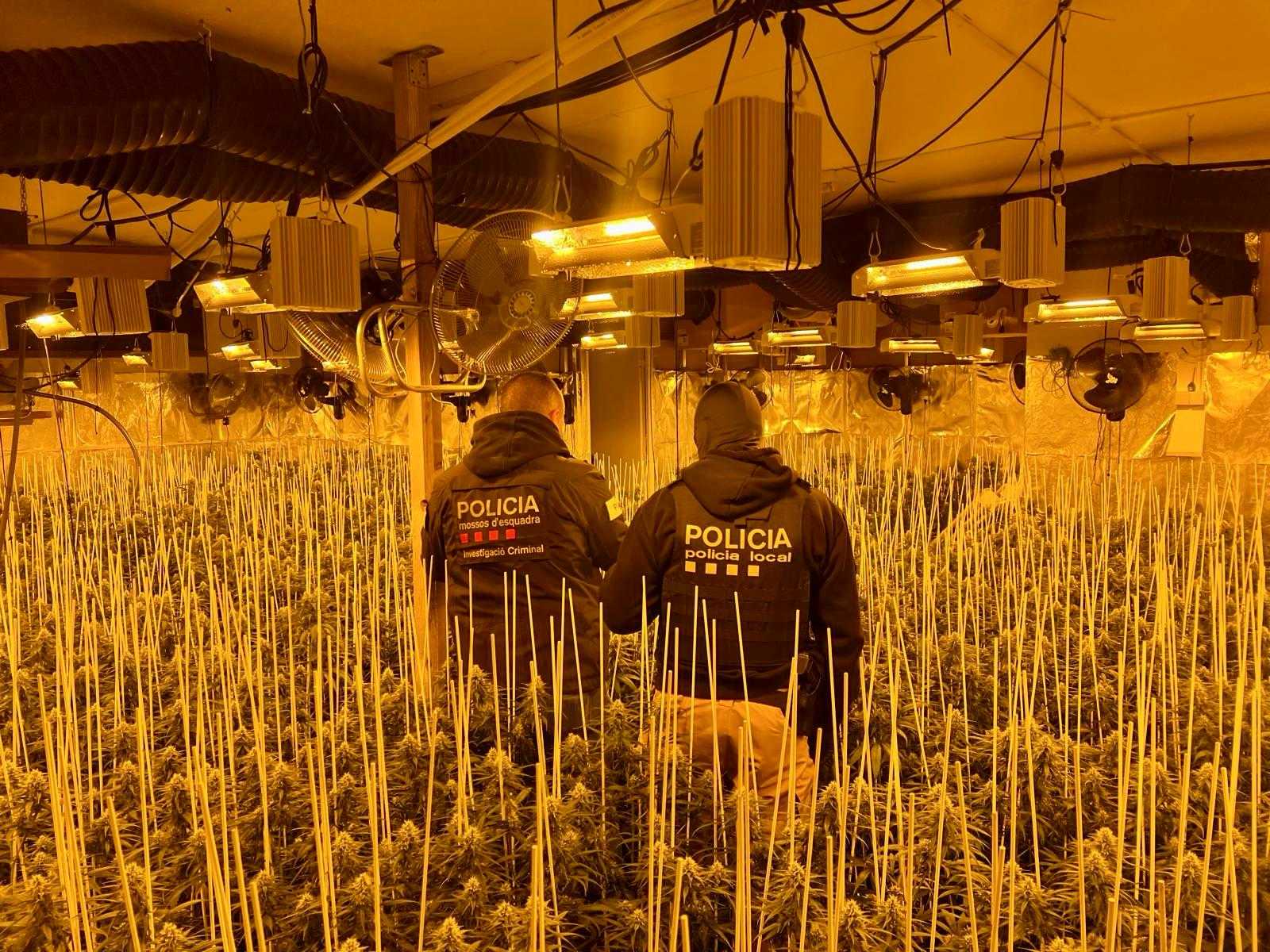 Policia Local i Mossos d'Esquadra desmantellen una plantació de marihuana