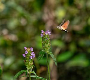 3r premi: Bufaforats, de Bel&eacute;n Mart&iacute;nez Catal&agrave;