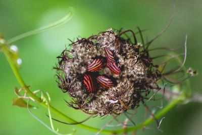 Premi del p&uacute;blic: Microcosmos rayados, de Vanessa Ram&iacute;rez