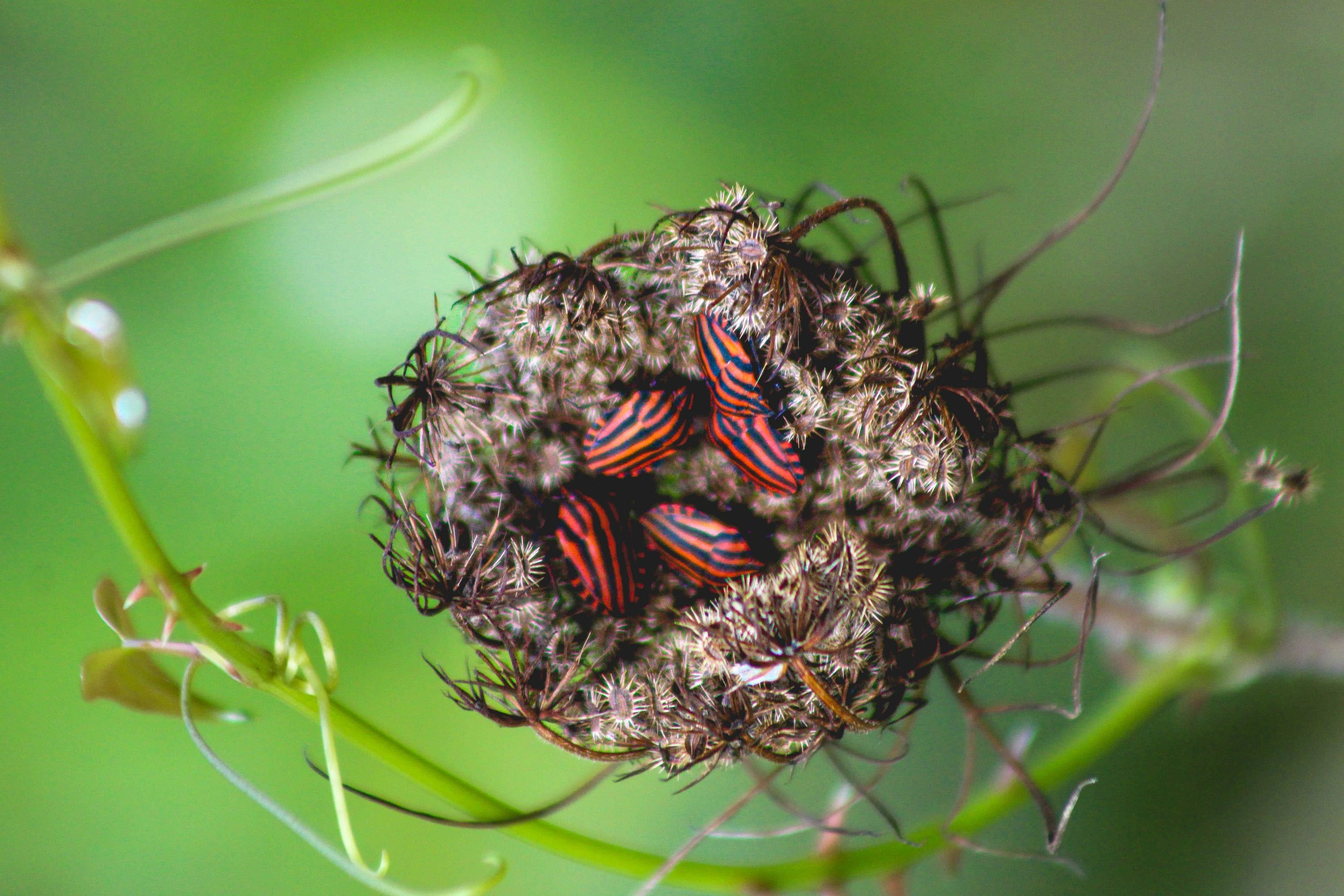 Premi del públic: Microcosmos rayados, de Vanessa Ramírez Premi del públic: Microcosmos rayados, de Vanessa Ramírez