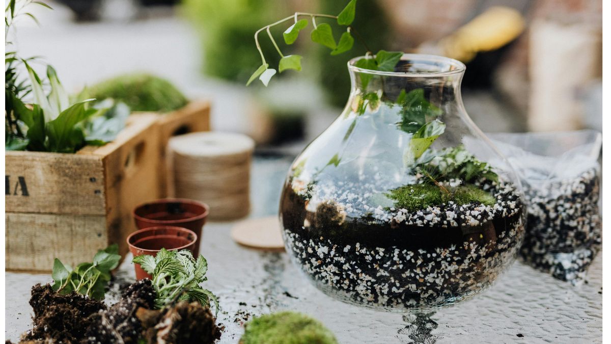 plantes en pots de vidre