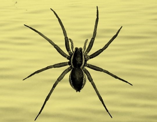 Foto "Caminar sobre l'aigua"