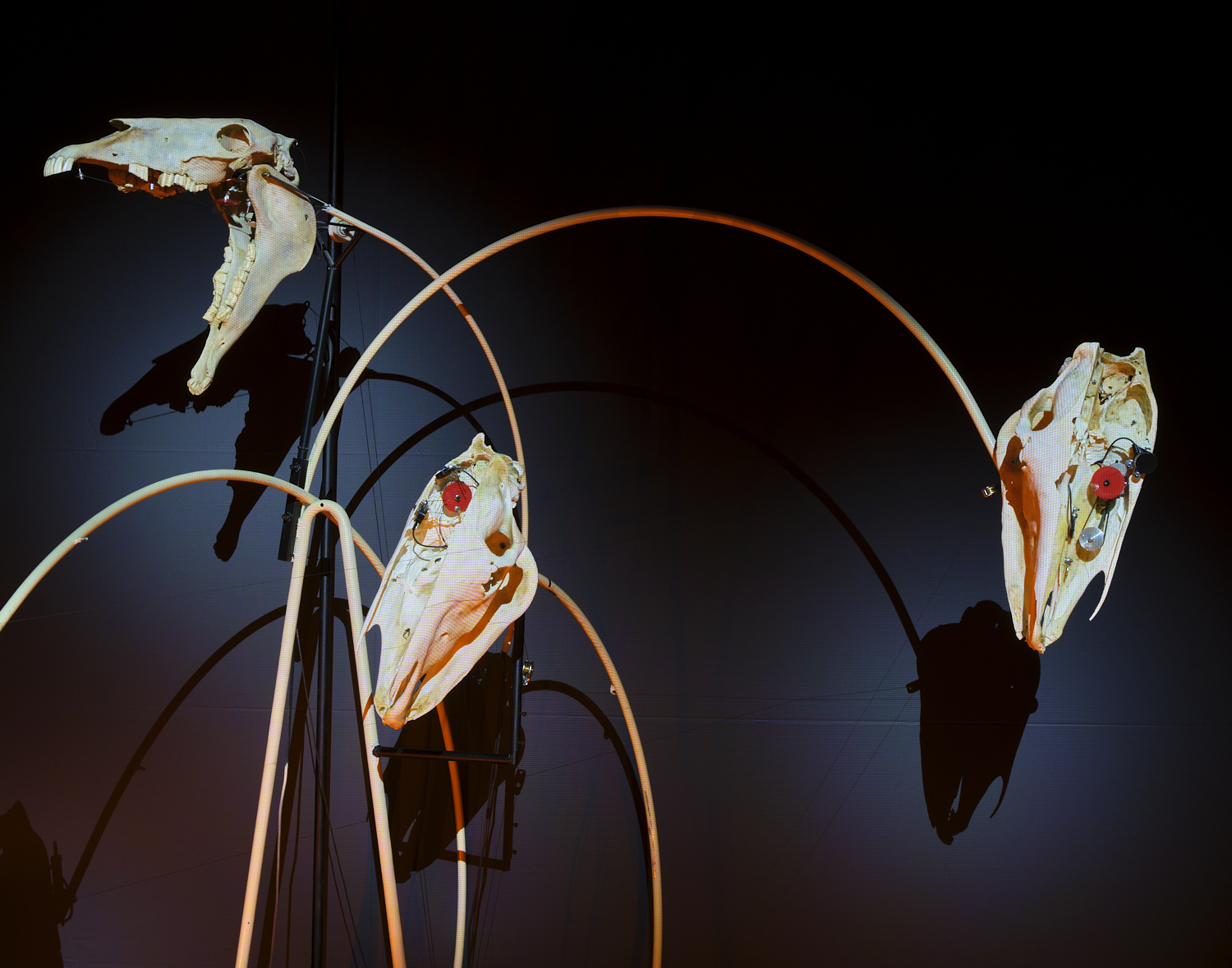 foto de Flors i viatges Cabosanroque